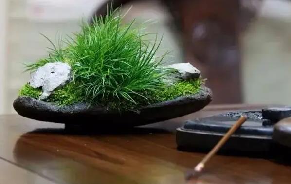 夢(mèng)見(jiàn)菖蒲