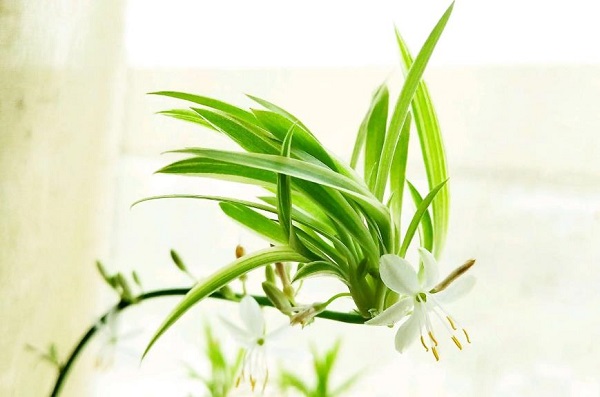 吊蘭的擺放風(fēng)水