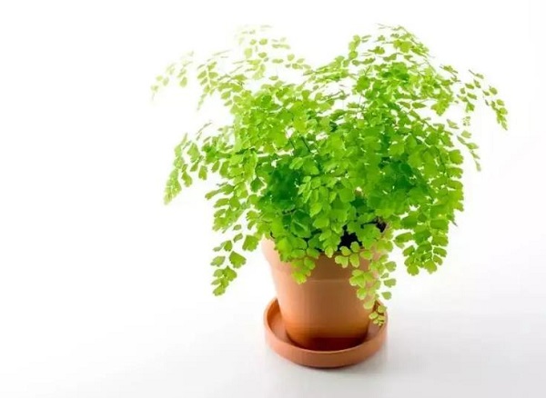 鐵線蕨的風(fēng)水